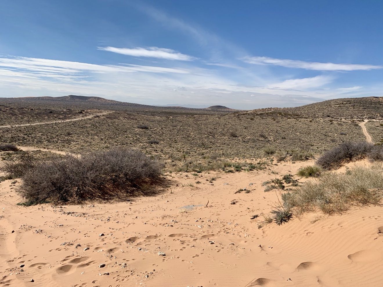 Native desert grass growing along a Red Sands dune at sunset